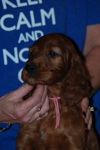 Pink girl at 7 weeks.
