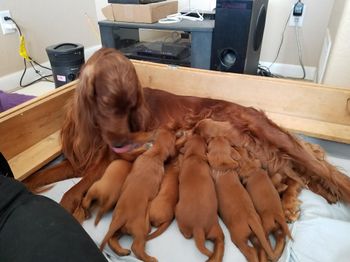 Poor Chica - they have taken over her!
