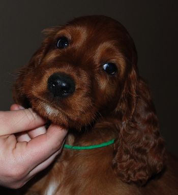 Green boy at 7 wks old.
