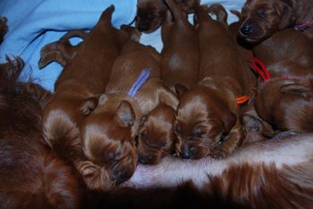 Something so peaceful about watching puppies nurse...
