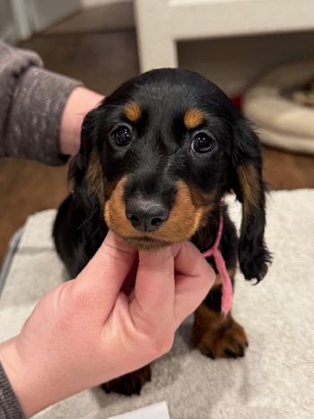 Pink girl at 8 weeks.
