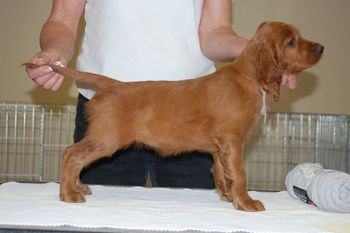 Grey Girl - 7 weeks old.
