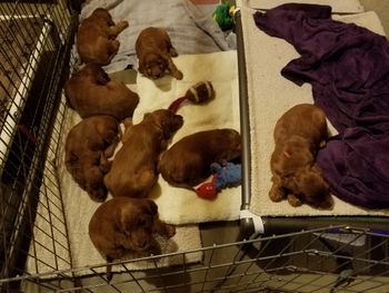 They were all exhausted after play time and stacking training!
