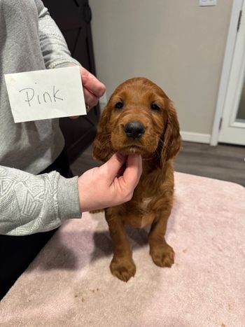 Pink girl at 7 weeks old.
