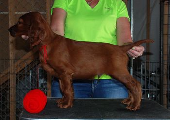 7 wks Red Boy
