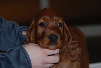 Green boy at 6 weeks.
