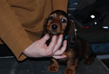 Blue boy at 8.5 weeks.
