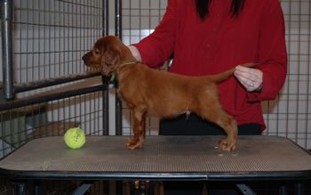 Lime green boy at 6.5 weeks old.
