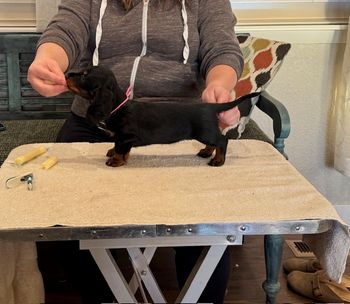 Pink girl at 6 weeks old.
