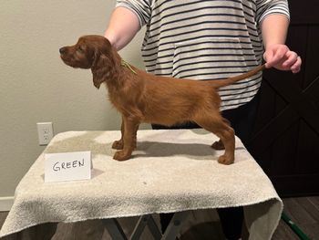 Green boy at 6 weeks old.
