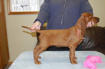 Pink Girl - 9 weeks.
