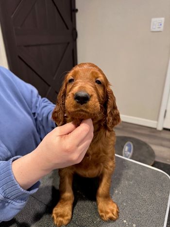 Brown boy at 6 weeks old.
