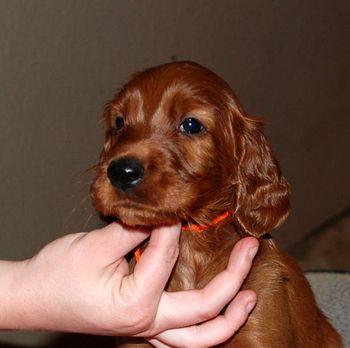 Orange girl 6 weeks old.
