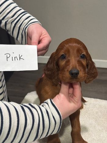 Pink girl at 6 weeks old.
