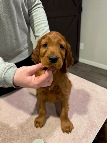 Red boy at 7 weeks old.
