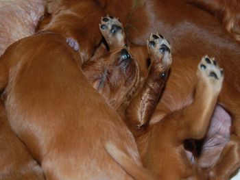 This picture just makes me laugh! They will fall asleep anywhere in any position.
