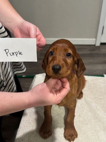 Purple boy at 6 weeks old.
