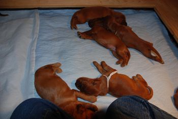 Very content and full pups.
