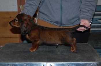 Green boy at 8.5 weeks old.
