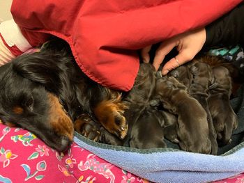Working on getting the puppies to nurse for the first time - they latched right on!

