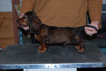 Blue boy at 8.5 weeks.
