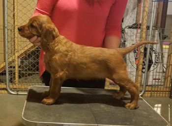 Yellow girl at 7 weeks.
