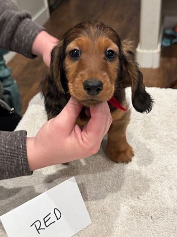 Red boy at 8 weeks.
