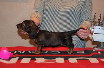 6.5 wks old pink girl
