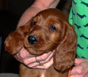 8 wks Orange girl
