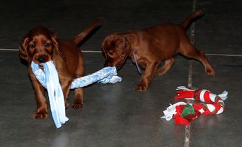 More tug-o-war...
