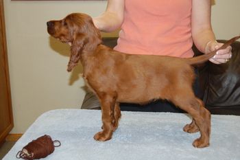 Brown Boy - 9 weeks
