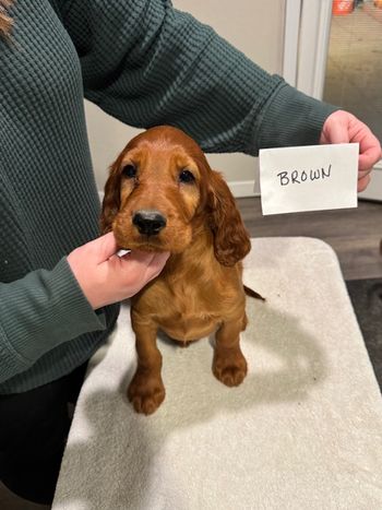 Brown boy at 8 weeks old.
