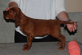 Peach girl at 7 wks old.
