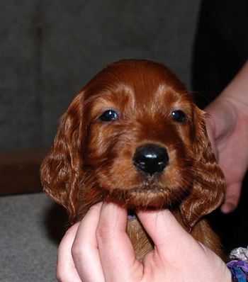 Purple girl 6 weeks.
