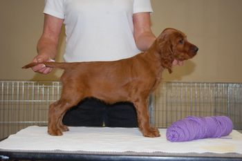 Purple Girl - 7 weeks old.
