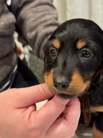Brown boy at 6 weeks old.
