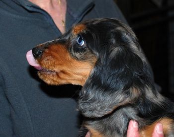 Jinx at 13 wks old - headshot
