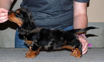 Jinx at 8 weeks old.
