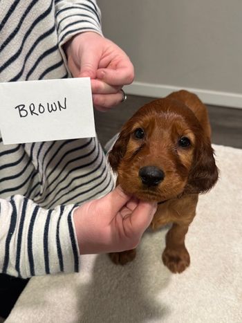 Brown boy at 6 weeks old.
