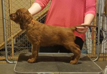 Orange girl at 7 weeks,
