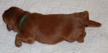 Look at the big ol' puppy belly. This is the light green boy.
