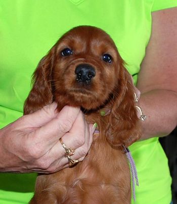 7 wks Purple Girl

