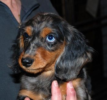 Jinx headshot at 13 wks old
