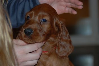 Red boy at 6 weeks.
