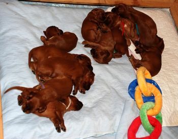Even when I picked them up they just fell back to sleep in my hands!  I guess I was trying to take pictures past their bedtime...lol
