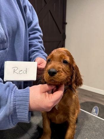Red boy at 6 weeks old.

