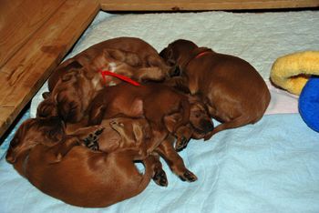 Puppy pile!!
