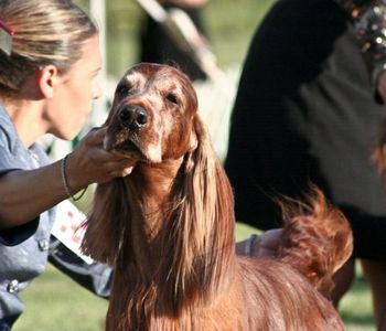 Look at that beautiful head - he was just amazing! He is 9 years old now and he acted like he was 2 in the ring!
