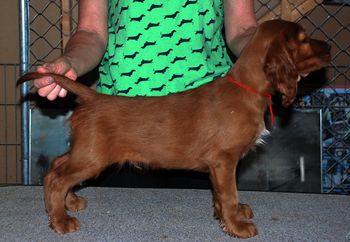 8 wks Red Boy
