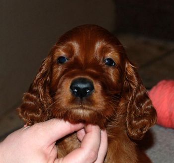 Peach girl 6 weeks old.
